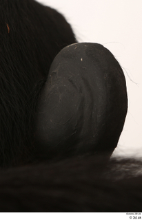 Chimpanzee Bonobo ear 0008.jpg